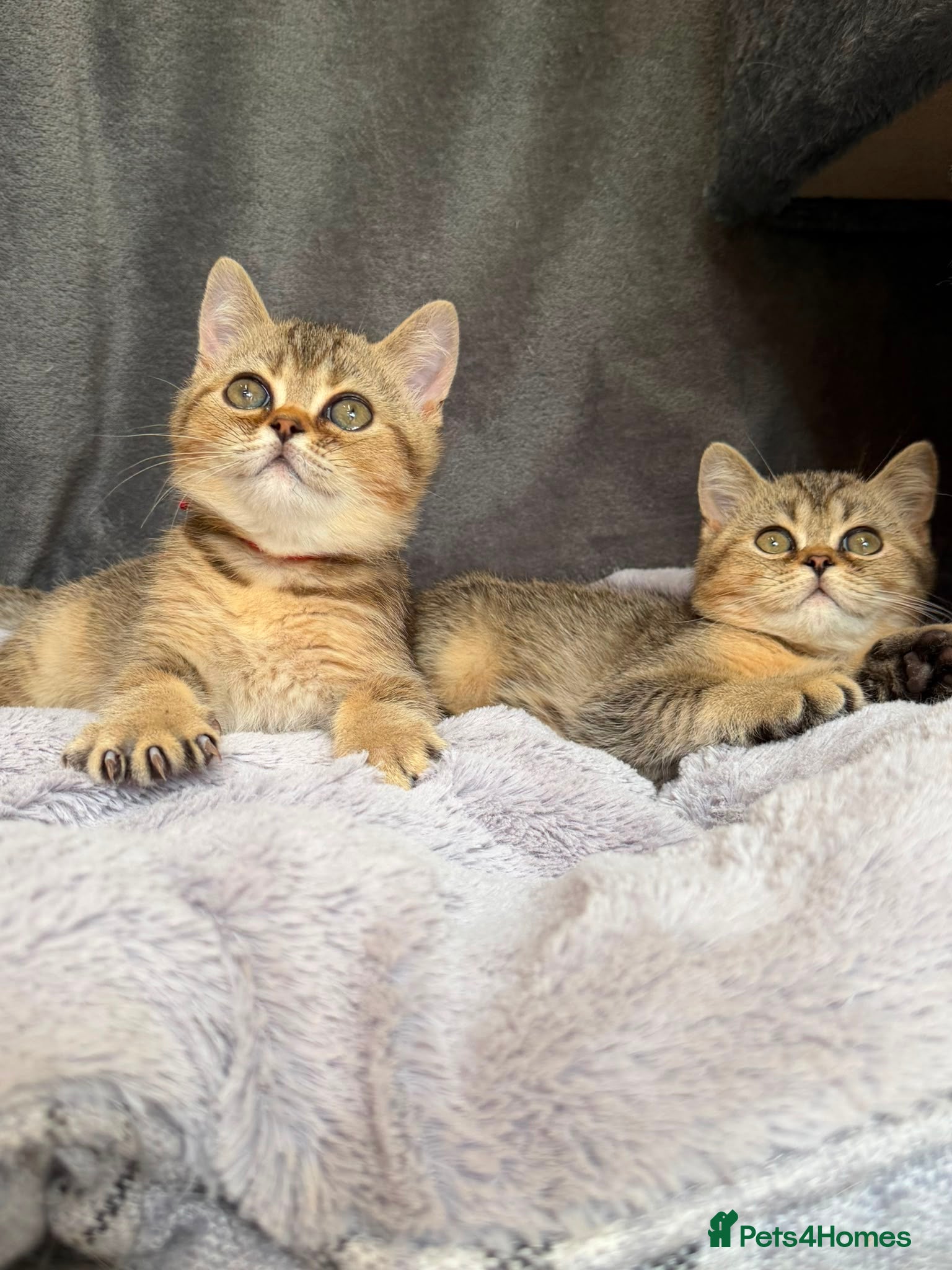 British Shorthair cats ✨3 TICA REGISTERED BSH KITTENS✨ - Advert 12