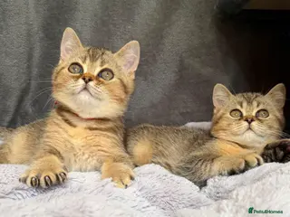British Shorthair cats ✨3 TICA REGISTERED BSH KITTENS✨ - Advert 12