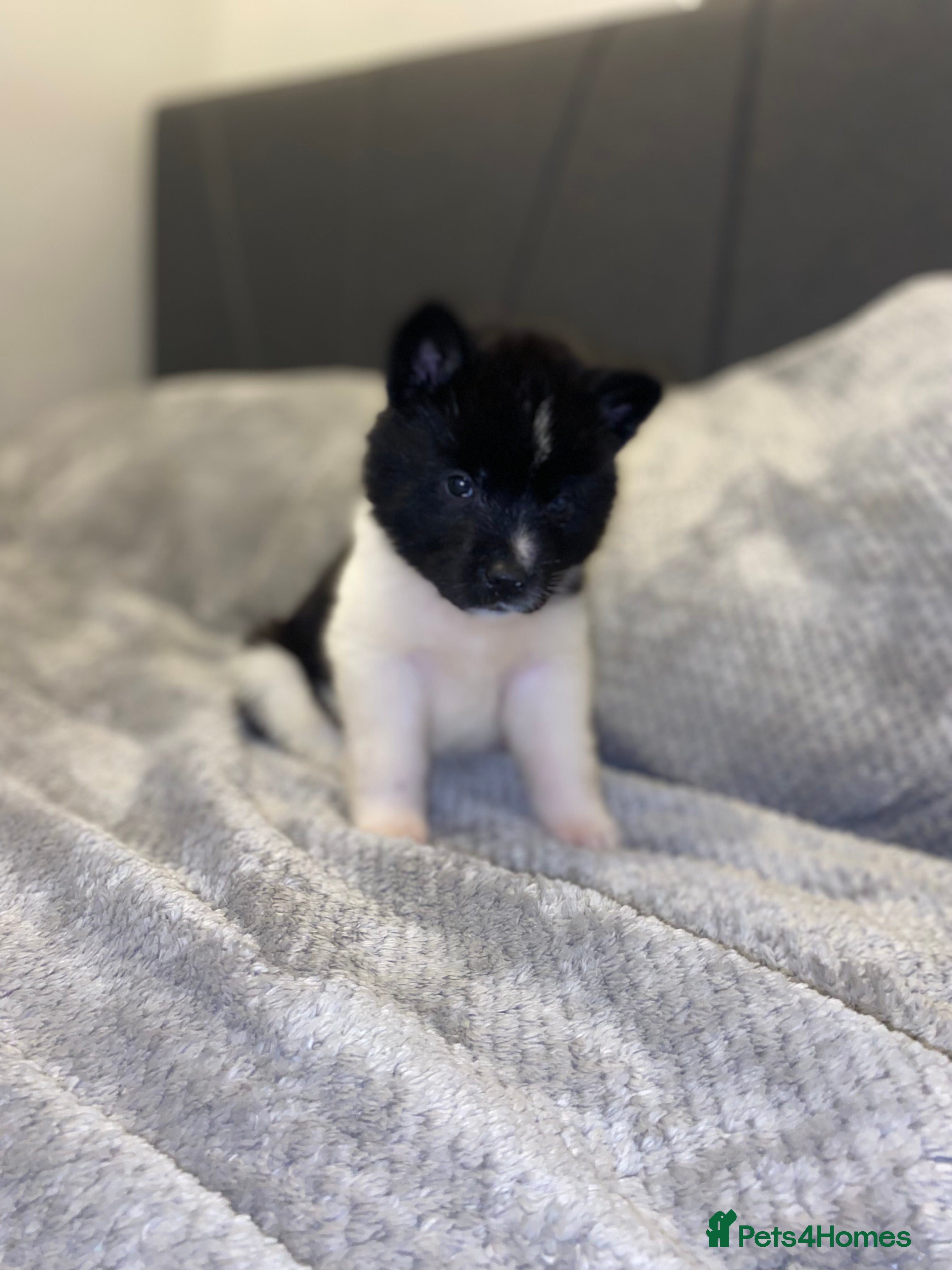 Akita dogs Beautiful American Akita Puppies 9 Boys 3 Females  - Advert 5