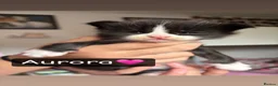 Maine Coon cats for sale: Beautiful Maine Coon kittens - Advert 15