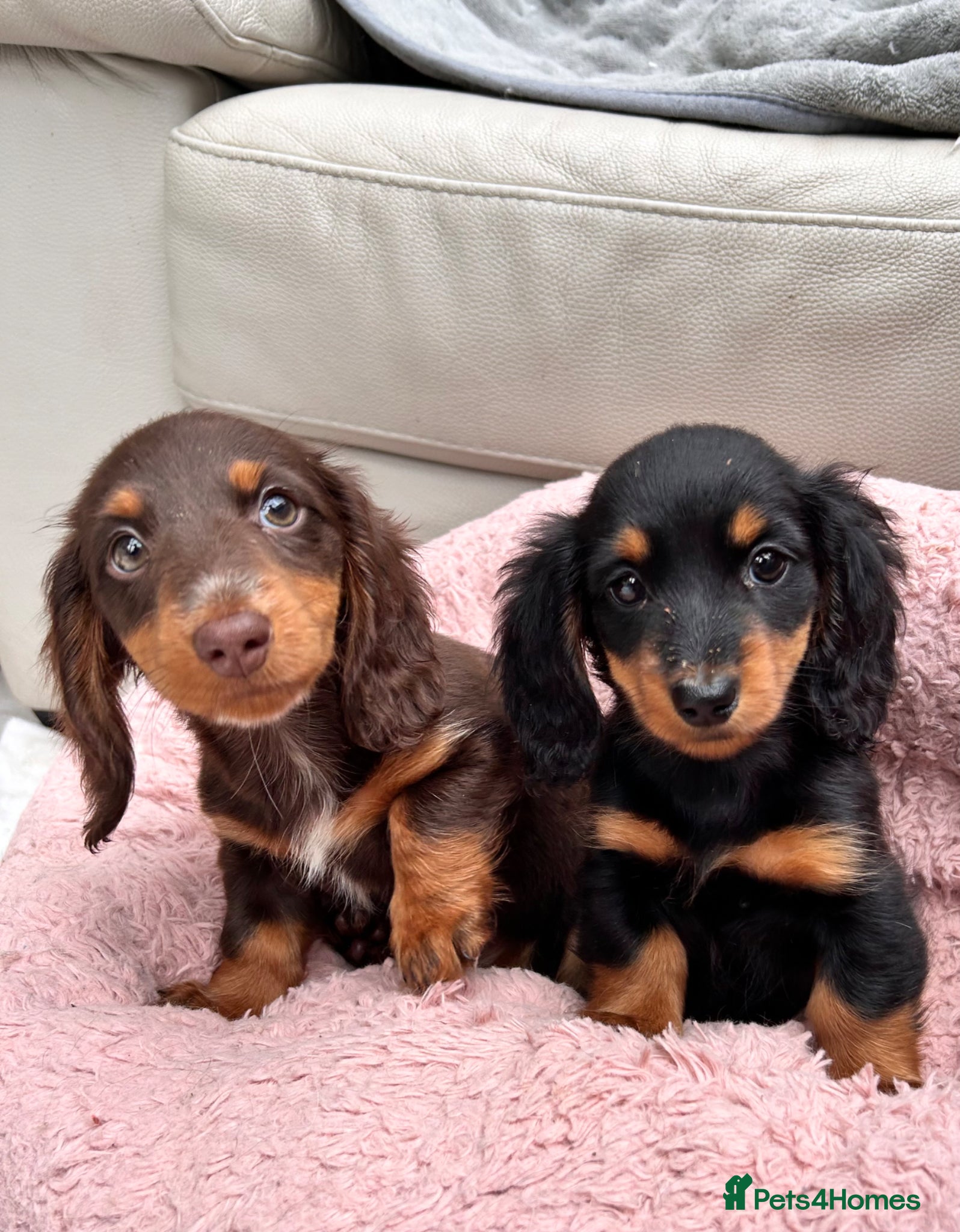 Dachshund dogs Miniature Long-haired Dachshund Girls  - Advert 1