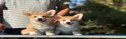 Welsh Corgi Pembroke dogs for sale: Quality  Corgi pembroke puppies available - Advert 8
