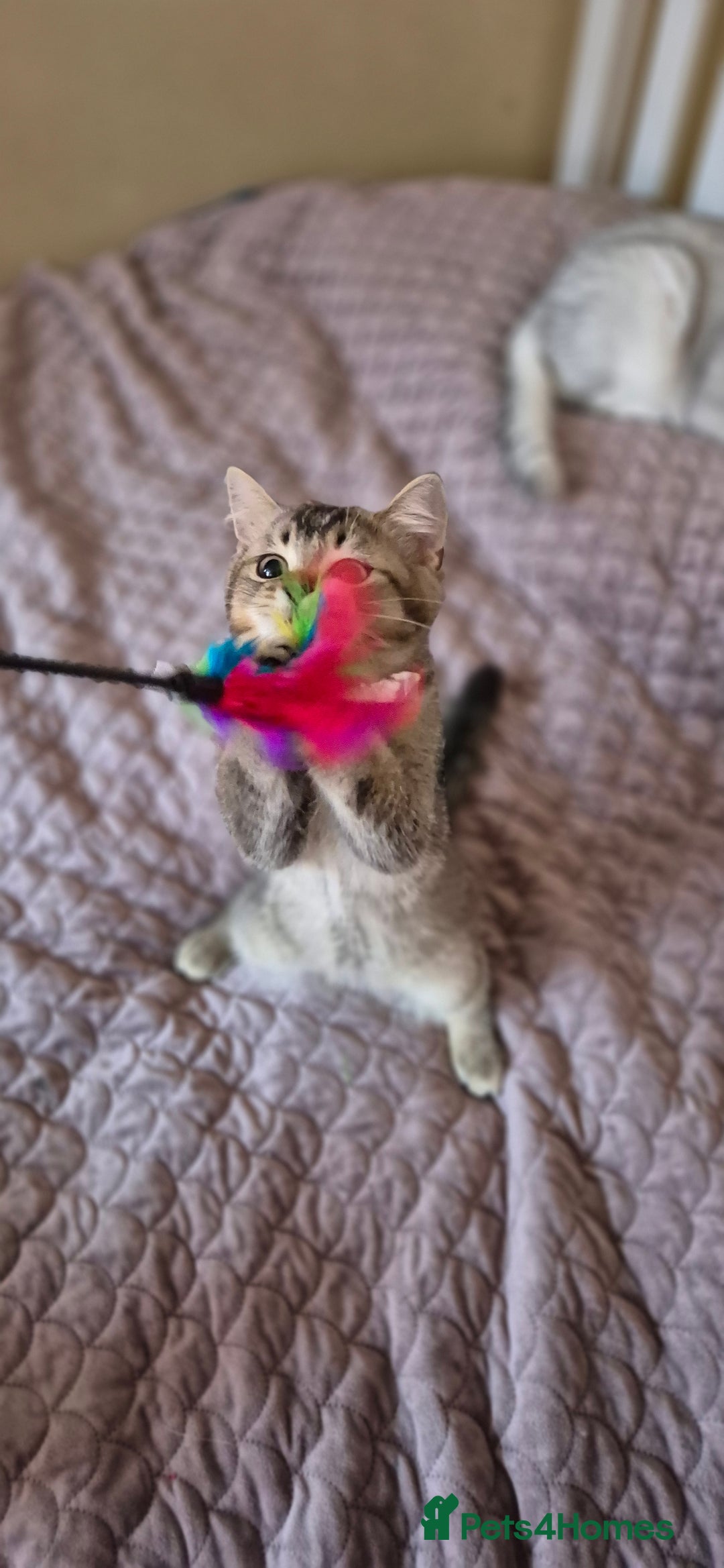 Scottish Fold cats for sale: 2 boys left! TICA registered Scottish Fold - Image 13