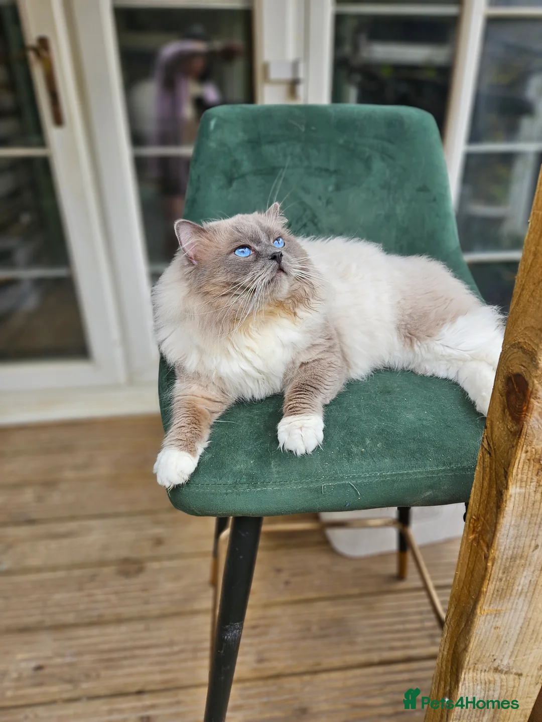 Ragdoll cats for stud: HANDSOME BOY-BLUE MITTED GCCF /TICA  AVALIABLE  - Advert 4