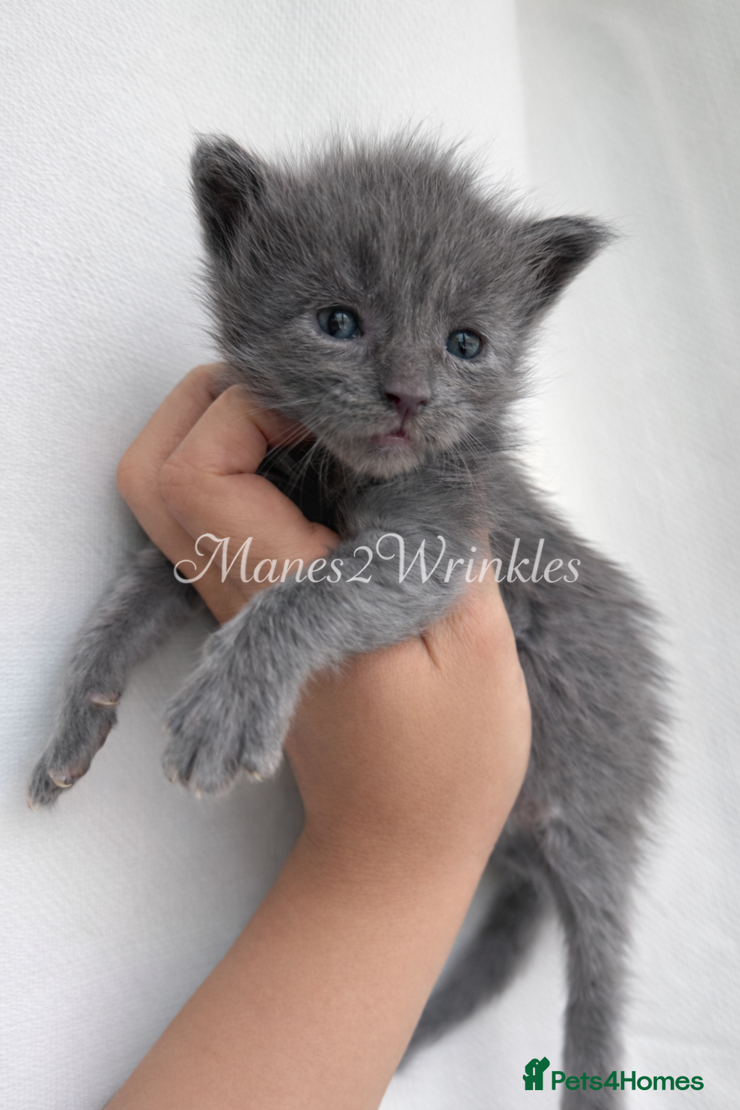 Maine Coon cats for sale: Pure Mainecoons - Advert 3