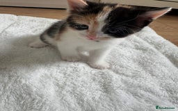 Mixed Breed cats for sale: Kittens 8 weeks old  - Image 4