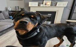 Rottweiler dogs for stud: Big old fashioned type - Image 2
