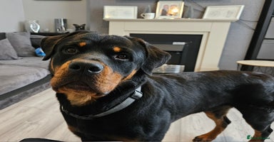 Rottweiler dogs - Advert 12