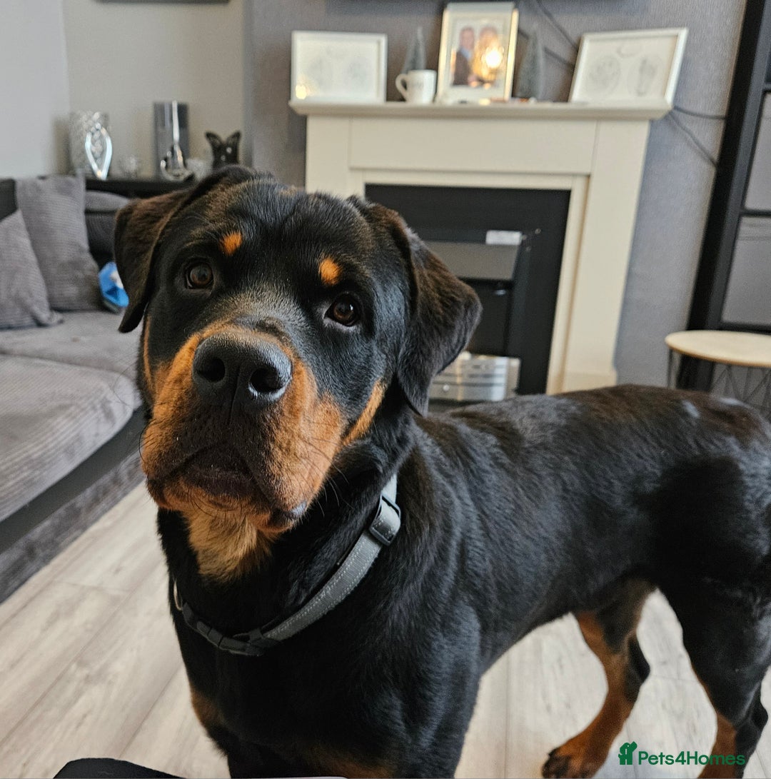 Rottweiler dogs for stud: Big old fashioned type - Image 2