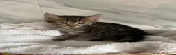 Mixed Breed cats for sale: BSH x tabby  - Advert 7