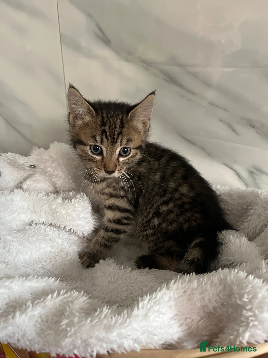 Mixed Breed cats for sale: BSH x tabby  - Advert 7