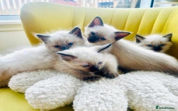 Ragdoll cats for sale: Ragdoll Kittens  - Image 13
