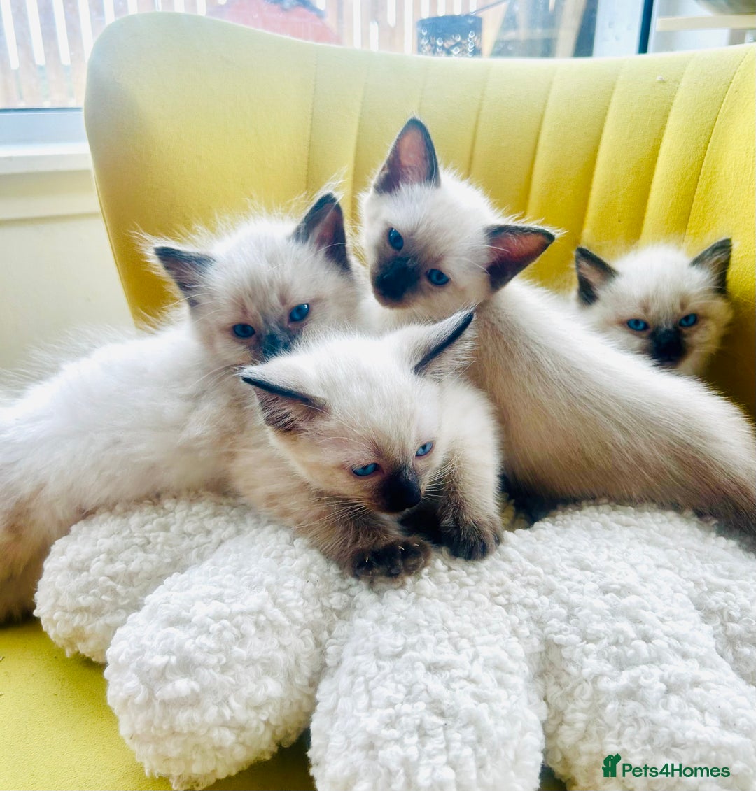 Ragdoll cats for sale: Ragdoll Kittens  - Image 13