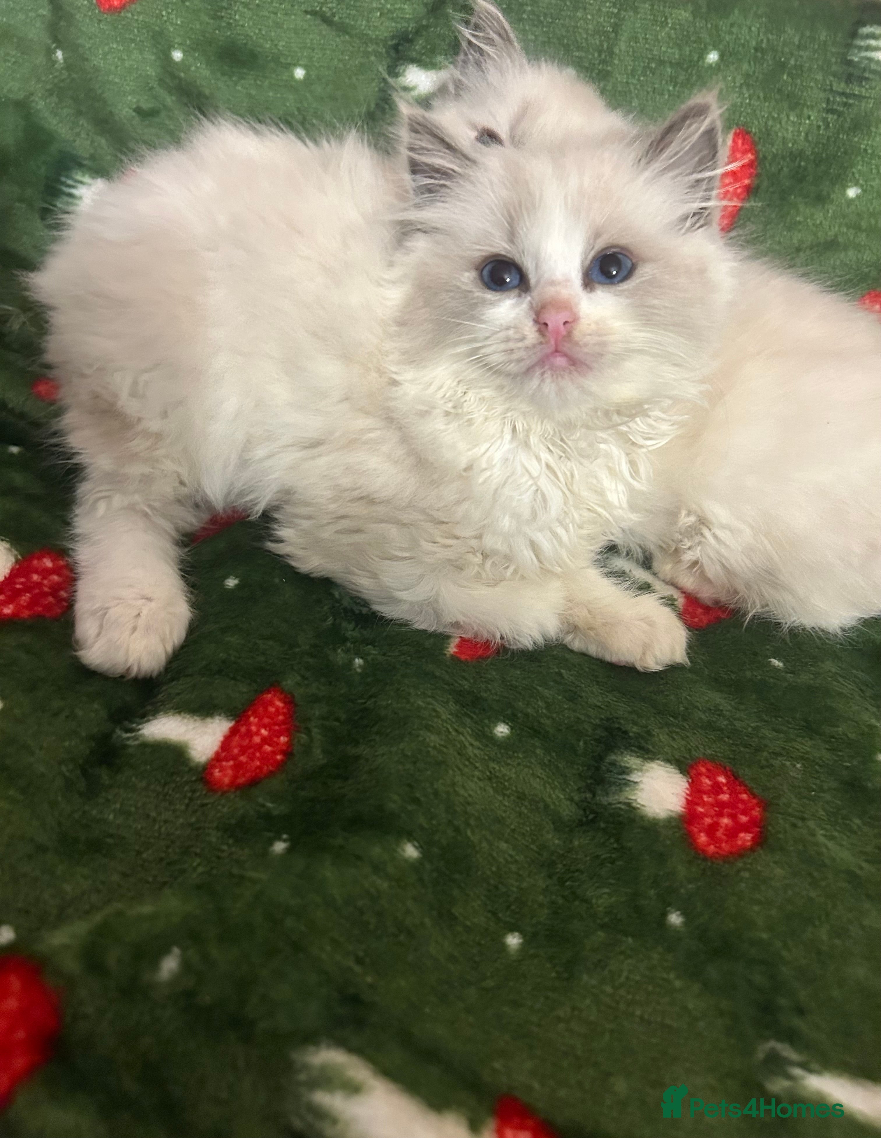 Ragdoll cats Cute little Ragdoll kittens for sale 💕🐱🐱 - Advert 7