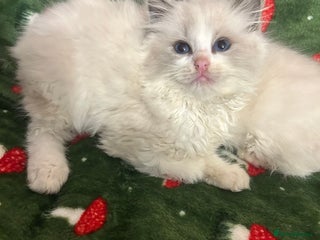 Ragdoll cats Cute little Ragdoll kittens for sale 💕🐱🐱 - Advert 6