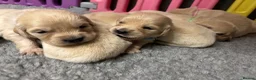 Golden Retriever dogs for sale: Beautiful Kc registered Golden Retriever puppies  - Advert 18