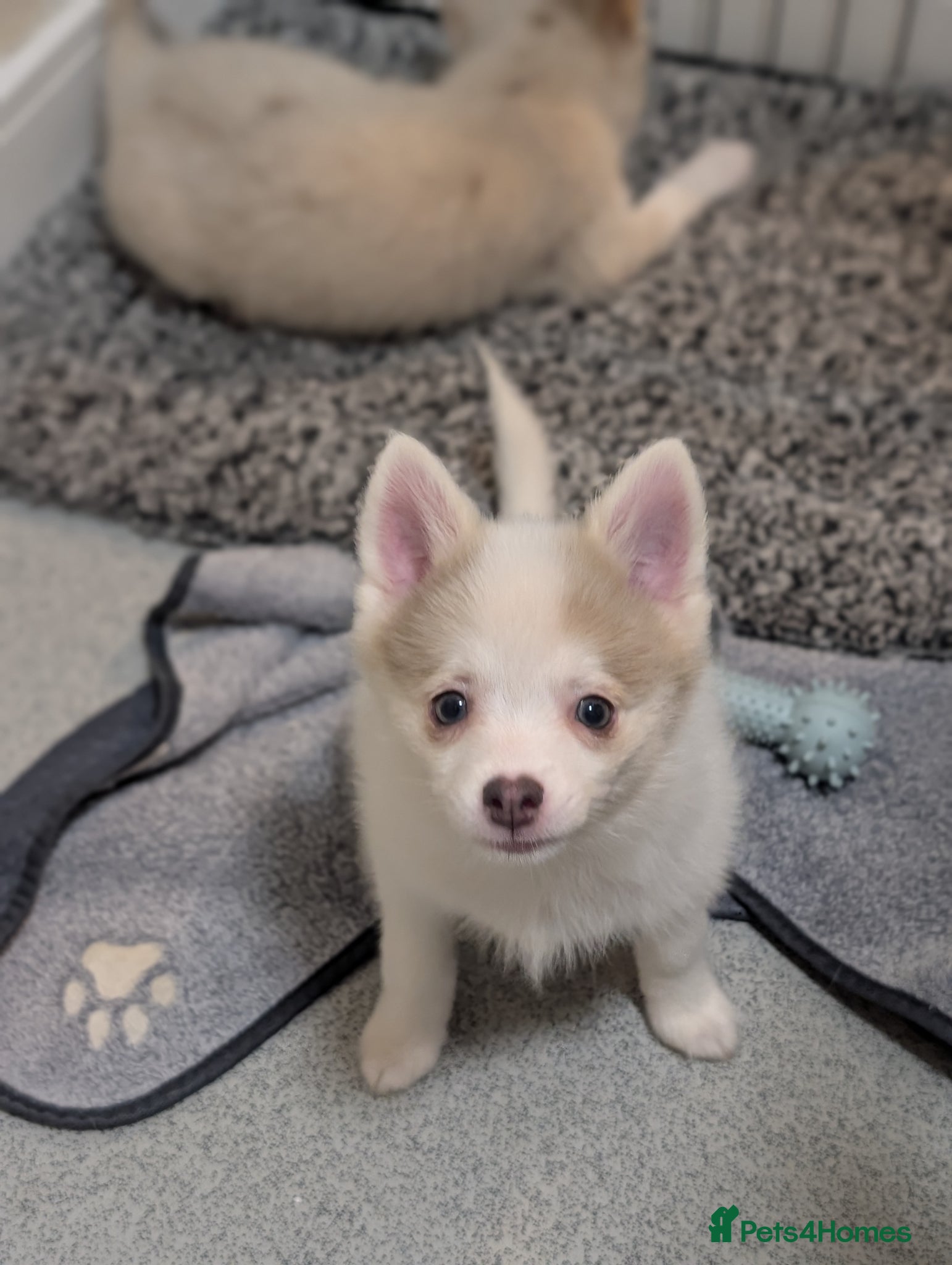 Pomsky dogs Ready to go TODAY! Stunning F3 Pomsky Puppies! - Advert 4