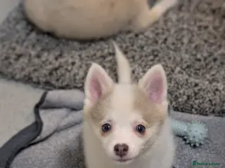 Pomsky dogs Ready to go TODAY! Stunning F3 Pomsky Puppies! - Advert 4