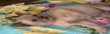 Burmese Kitten 1