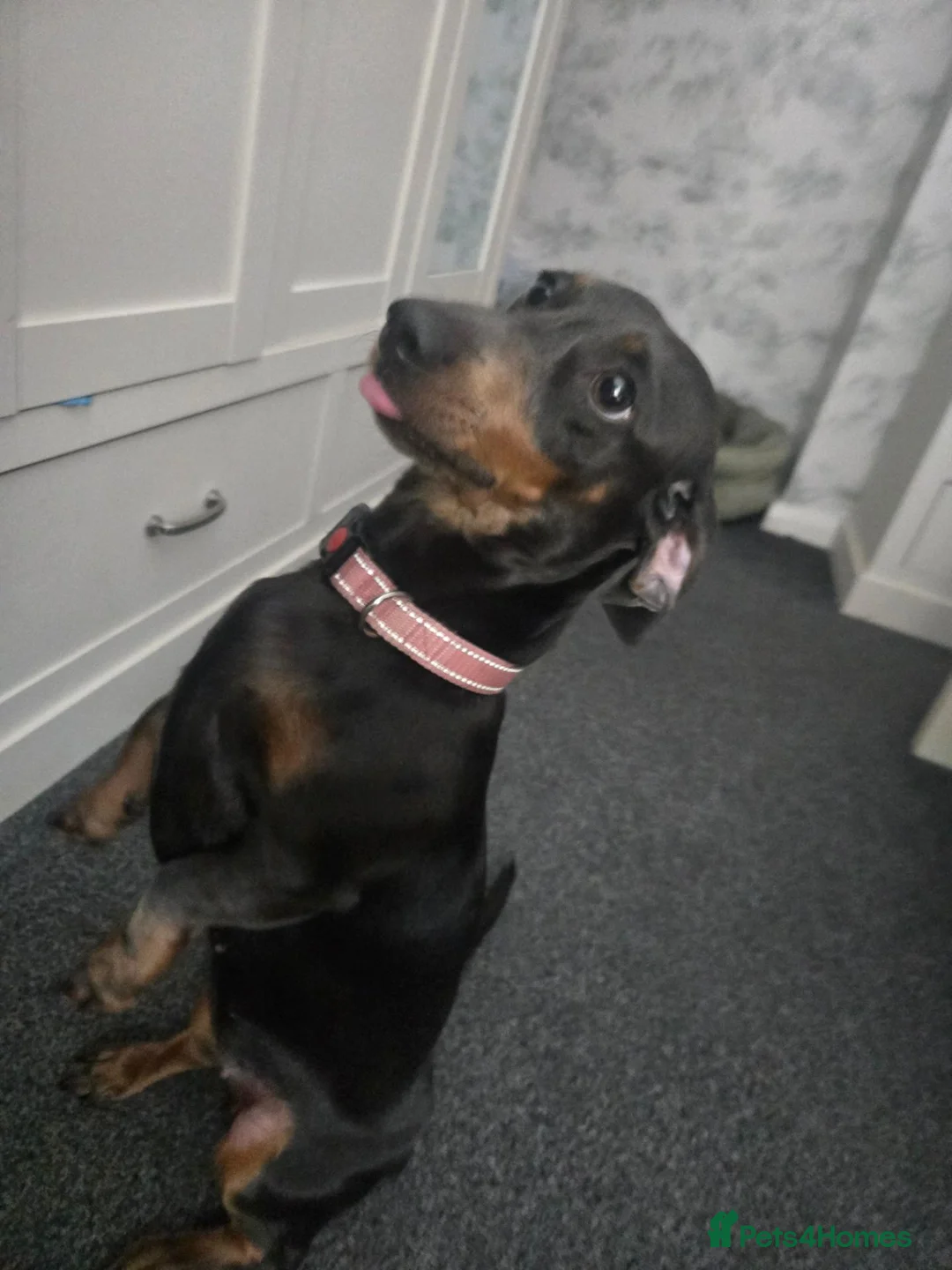 Miniature Dachshund dogs for sale: Miniture dachshund  - Advert 1