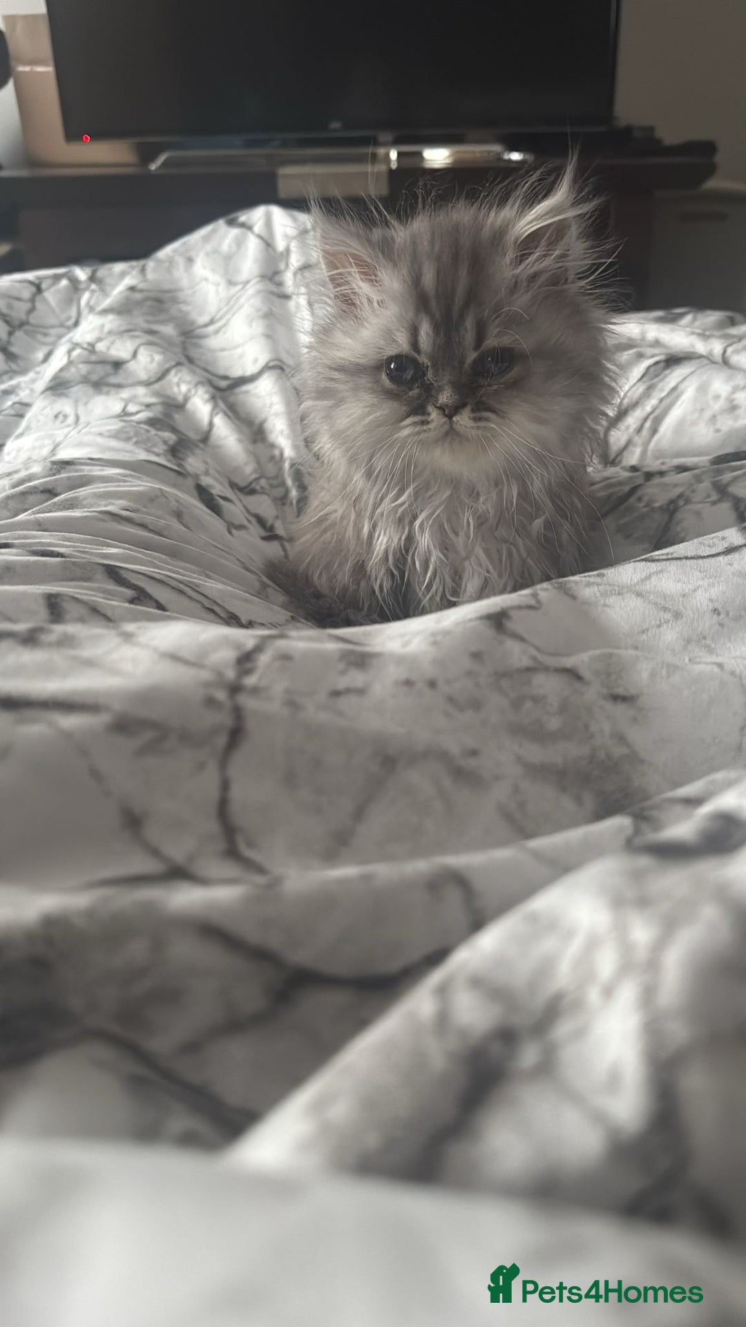 Persian cats for sale: Persian Grey kitten male and female - Image 16