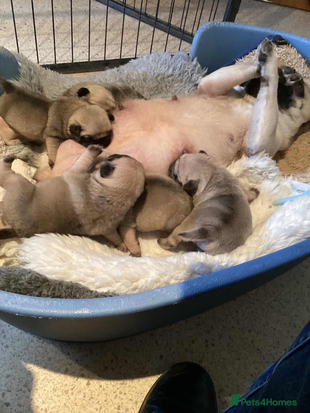 Pug dogs for sale: Six month old dog puppy available. - Image 5