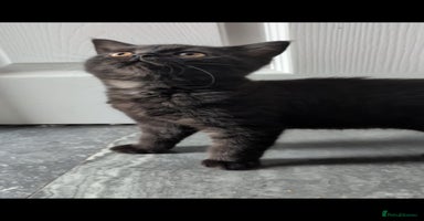 British Shorthair cats - Advert 9