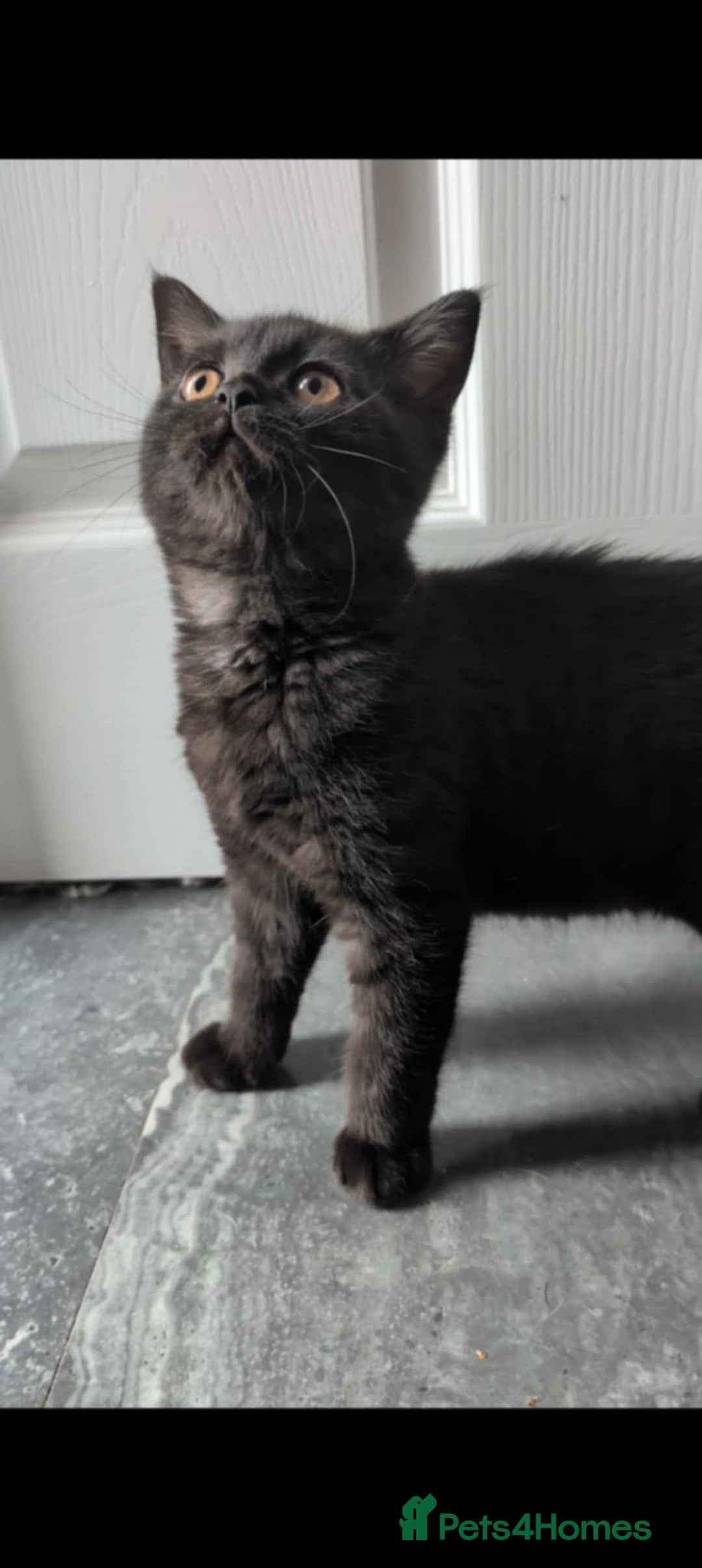 British Shorthair cats for sale:  Ready now. British shorthair kittens  - Image 12