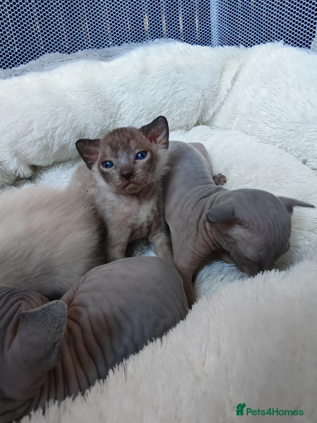 Mixed Breed cats for sale: Beautiful Sphynx x ragdoll kittens  - Advert 2