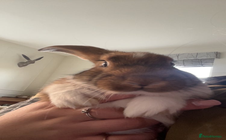 Mixed Breed rabbits - Advert 2