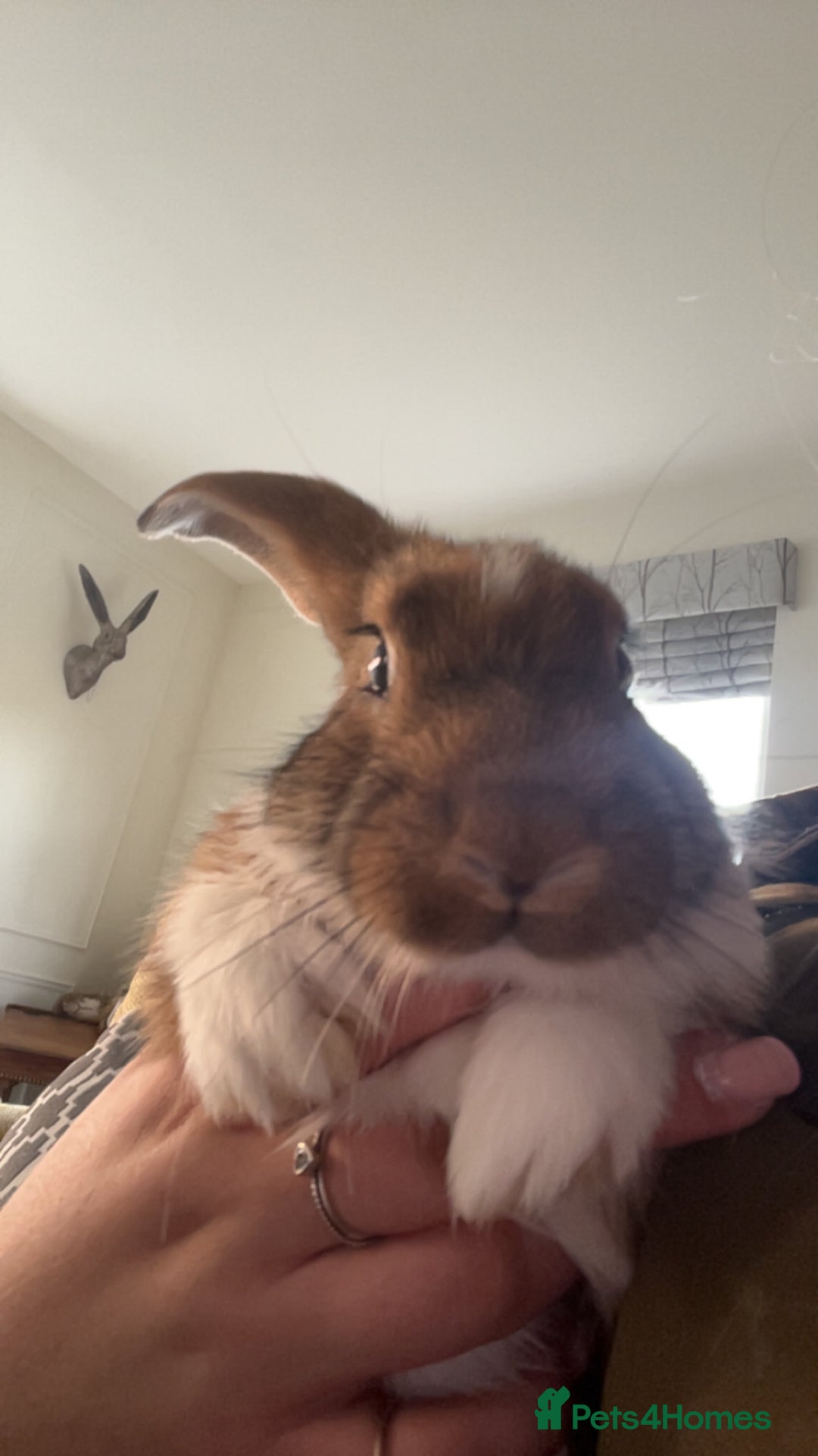 Mixed Breed rabbits for sale: 3 MALE RABBITS , 2 FEMALE GUINEA PIGS NEEd A HOME! - Image 1