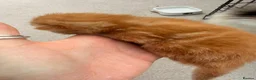 Mixed Breed cats for sale: Maine coon cross kittens  - Advert 16
