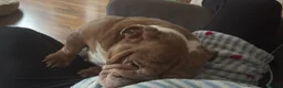 English Bulldog dogs for sale: Much loved dog  in Chippenham - Advert 3