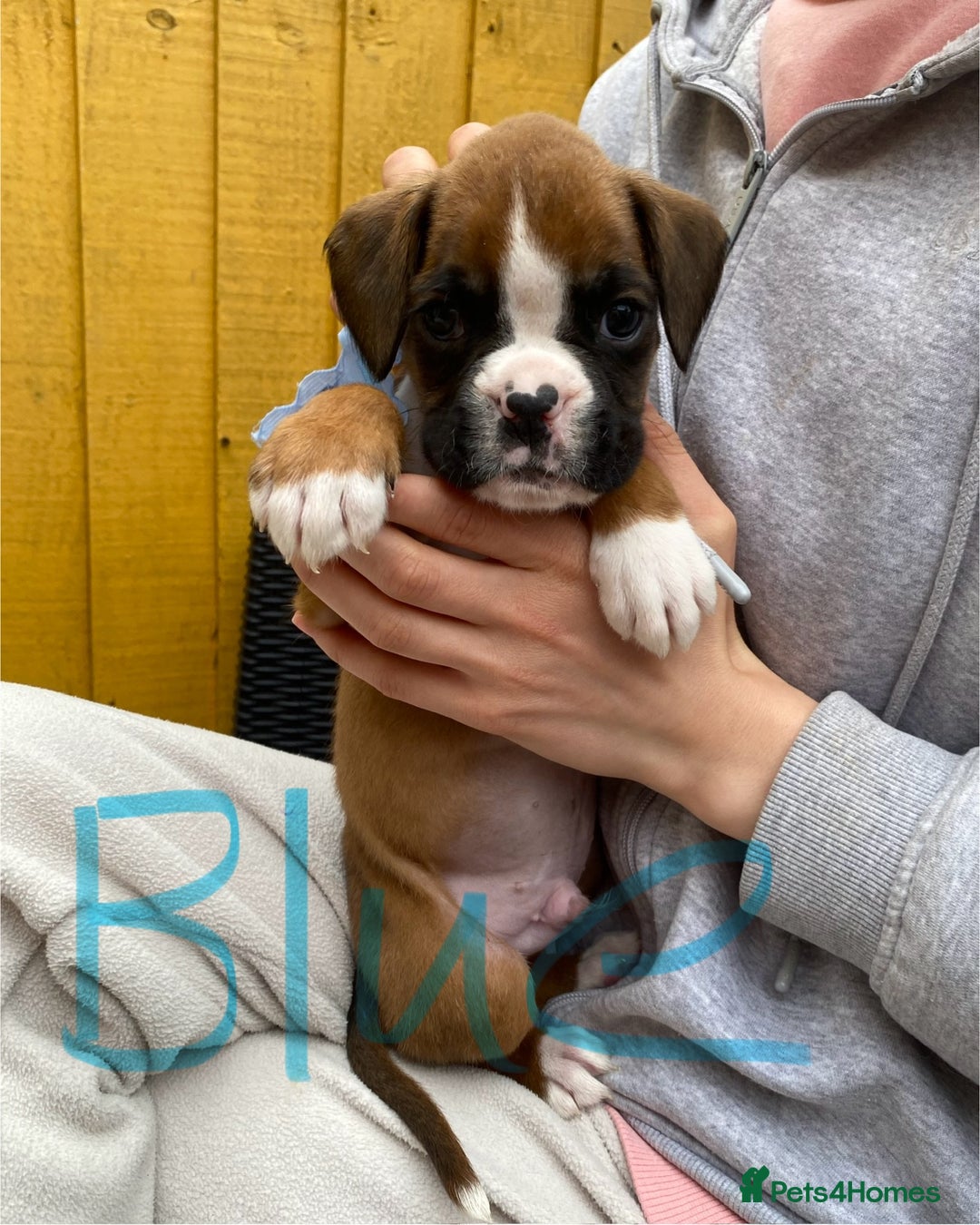 Boxer dogs for sale: Beautiful boxer puppies in Gainsborough  - Image 5