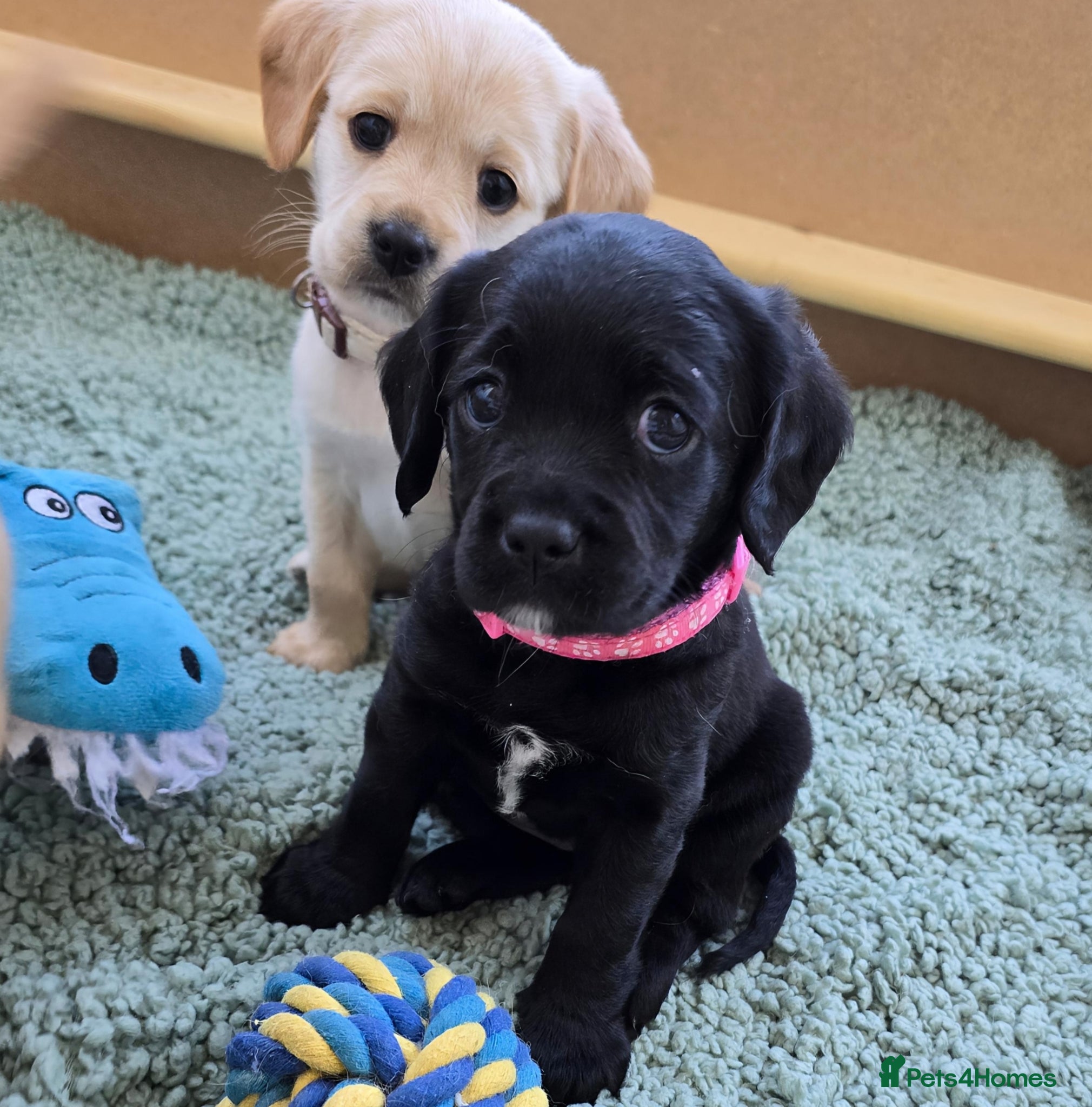 Mixed Breed dogs for sale: Cavador! Rare Ready 2 leave. 1 beautiful boy left. - Advert 26