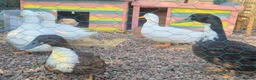 Ducks poultry for sale: 5 female one drake in Willenhall - Advert 3
