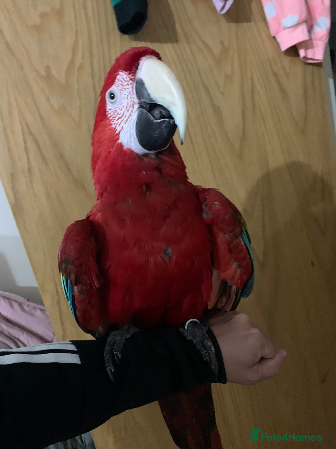 Macaws birds for sale: Super tame green wing macaw set up - Image 3
