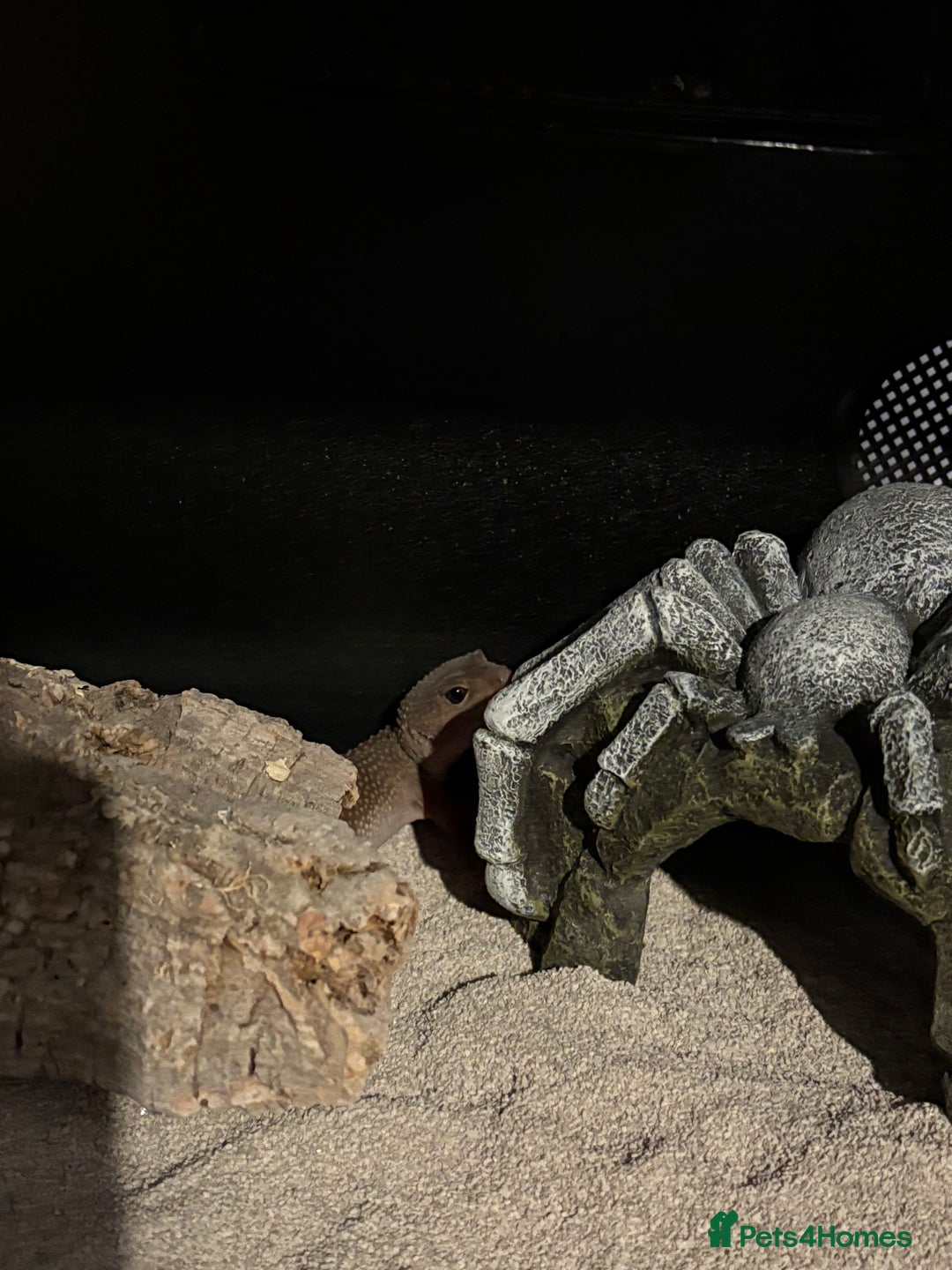 Mixed Breed invertebrates for sale: Leopard Gecko + Setup for sale  - Advert 2