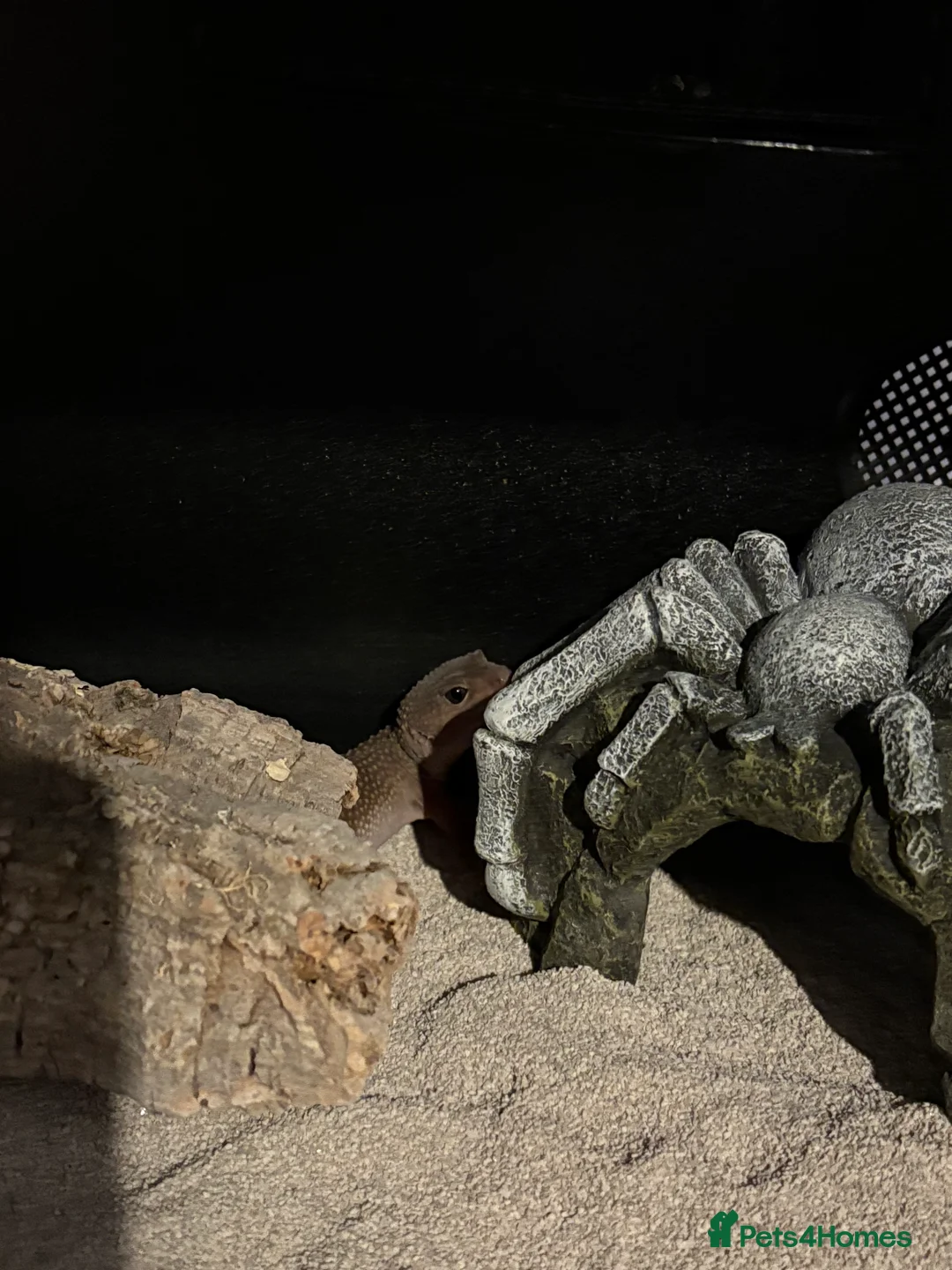 Mixed Breed invertebrates for sale: Leopard Gecko + Setup for sale  - Advert 2