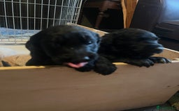 Labrador Retriever dogs for sale: Labrador puppies - Image 11