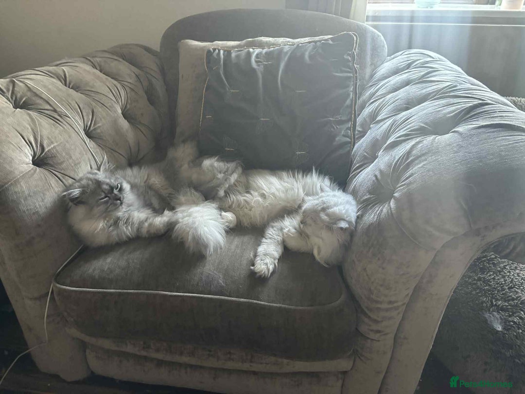 Persian cats for sale: Chinchilla Persian looking for new home  - Advert 4