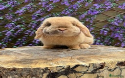 Mini Lop rabbits for sale: Mini lop sibling pair  - Image 22