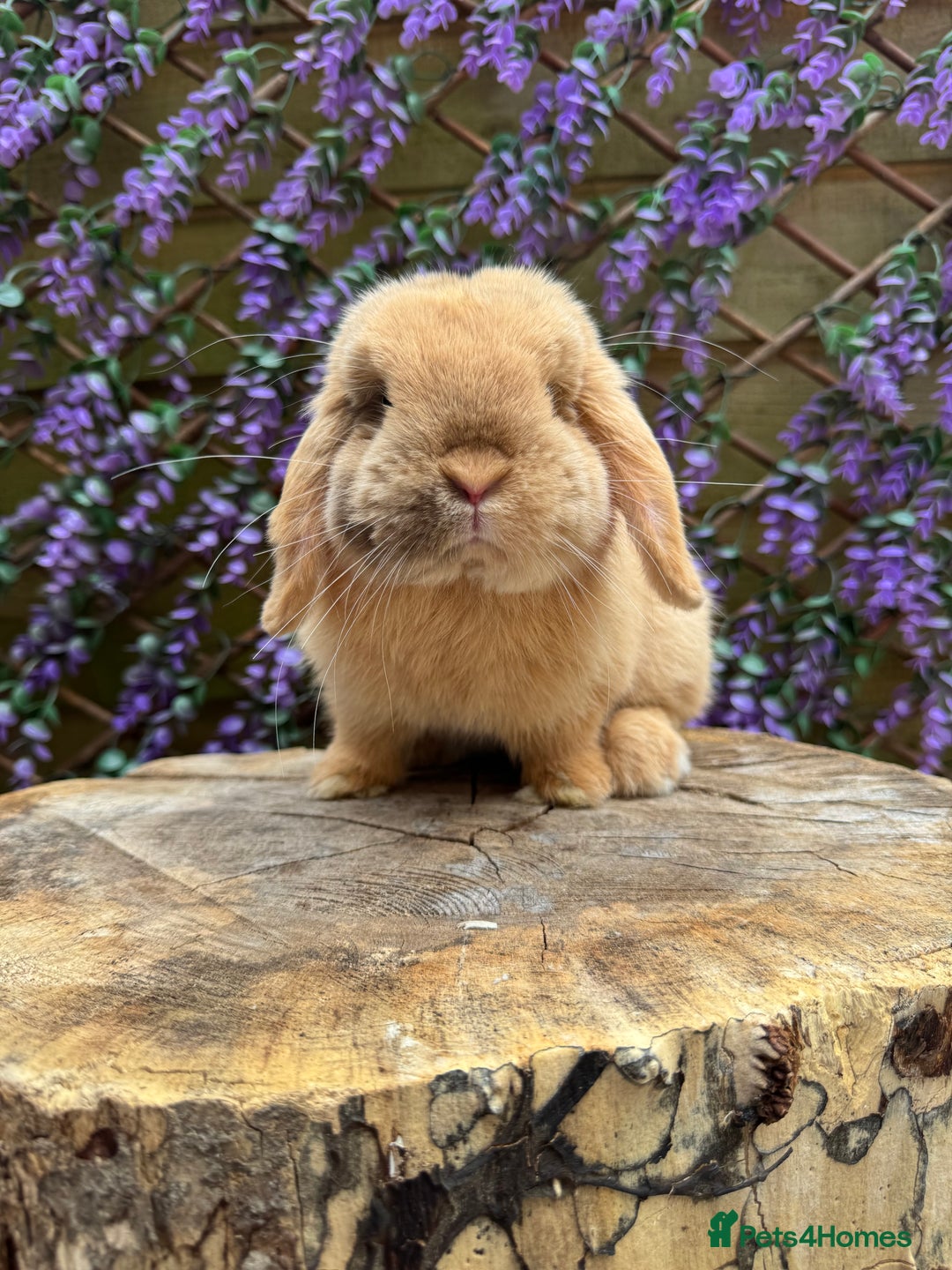 Mini Lop rabbits for sale: Mini lop sibling pair  - Image 22