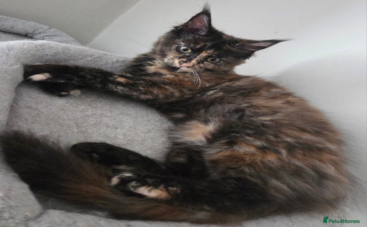 Maine Coon cats - Advert 15