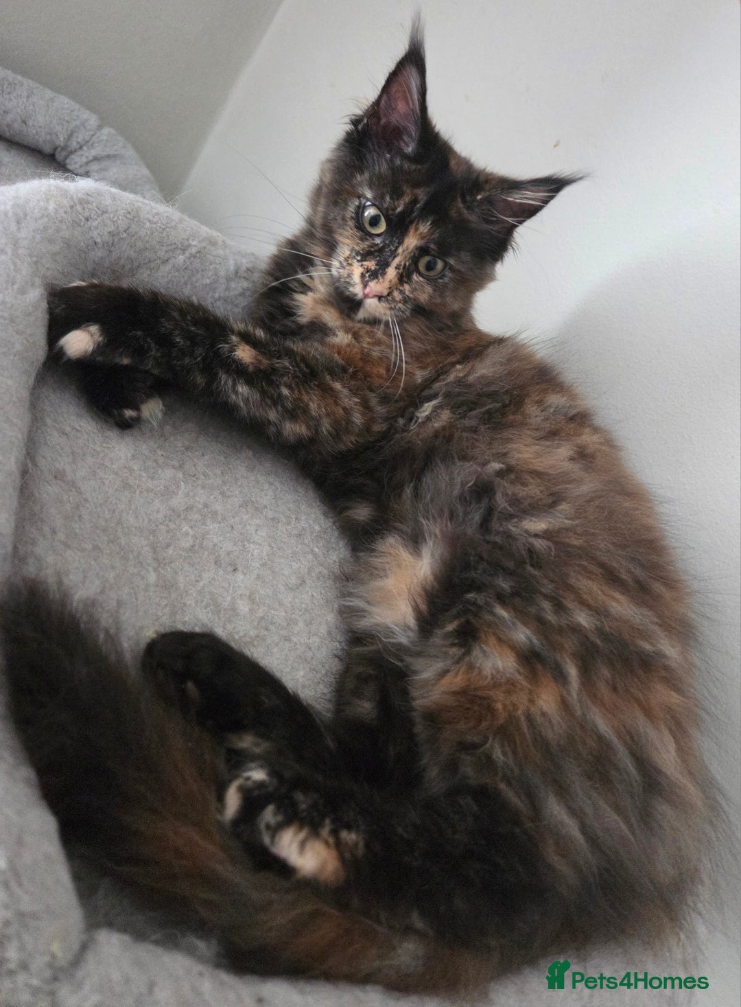 Maine Coon cats for sale: TICA reg Maine coon kittens 1 female left - Image 1