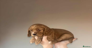 Cocker Spaniel dogs - Advert 1