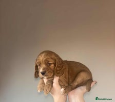 Cocker Spaniel dogs - Advert 7