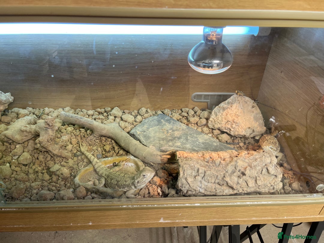 Bearded Dragon reptiles for sale: Rankins Dragons - Advert 3