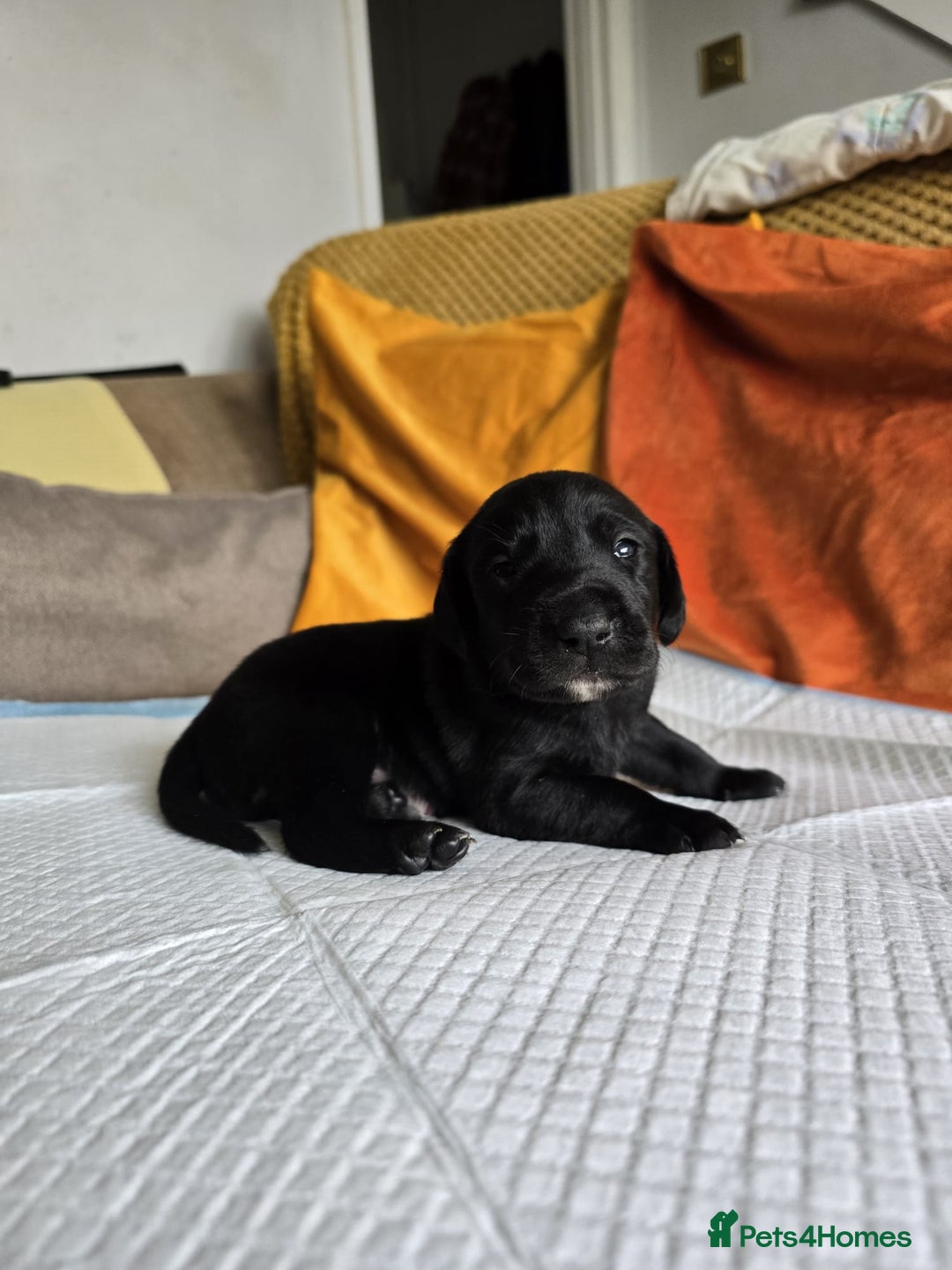 Mixed Breed dogs for sale: Labrador x Patterdale Puppies - Image 6