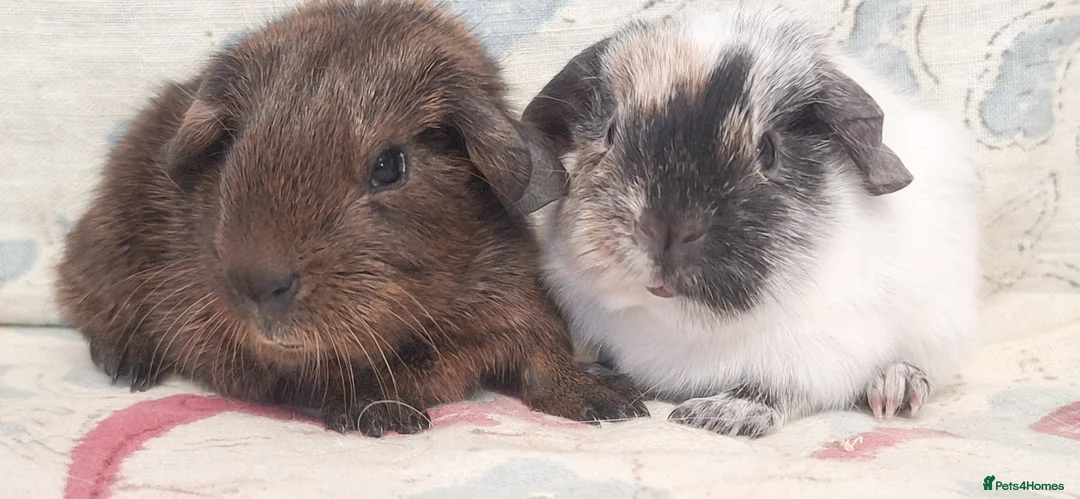 Guinea Pig rodents for sale: MEADOW SIDE CAVIES HEREFORDSHIRE  - Advert 9